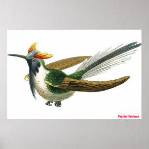Poster de pássaro de penas