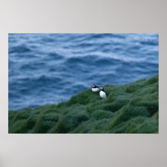 Poster de Pássaro Islandês Puffin (Frente)