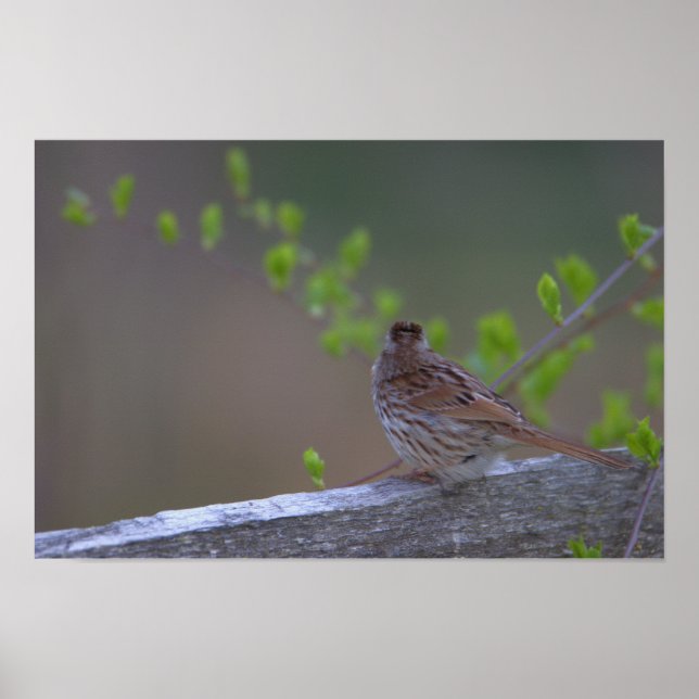 Poster de pássaro perfurado (Frente)