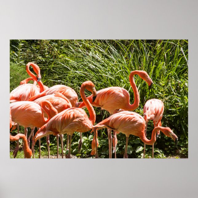 Poster de pássaro rosa-Flamingos (Frente)