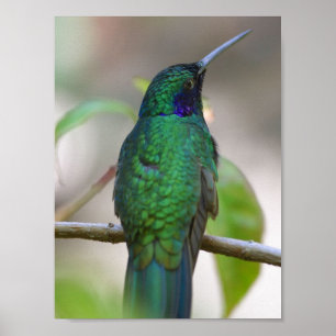 Poster de Pássaro Verde