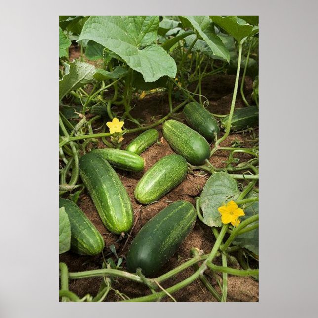 Poster de patch de pepino (em muitos tamanhos) (Frente)