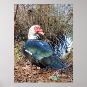 Poster de pato de Barbary