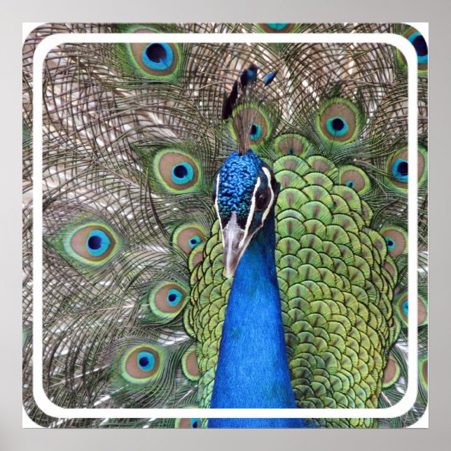 Poster de Peacock (Frente)