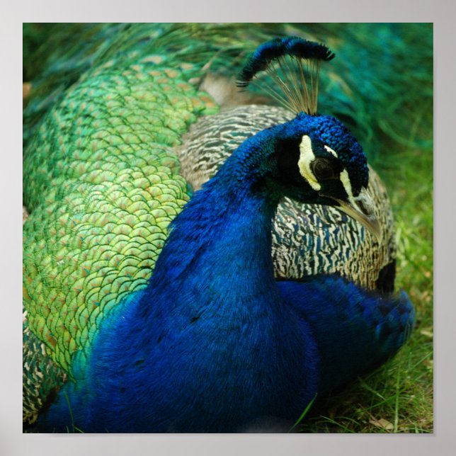 Poster de Peacock Azul (Frente)