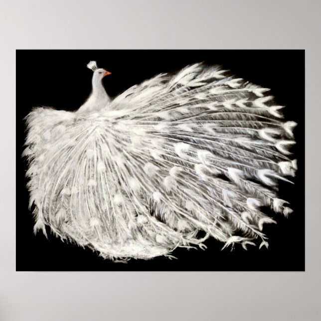 Poster de Peacock Branco (Frente)