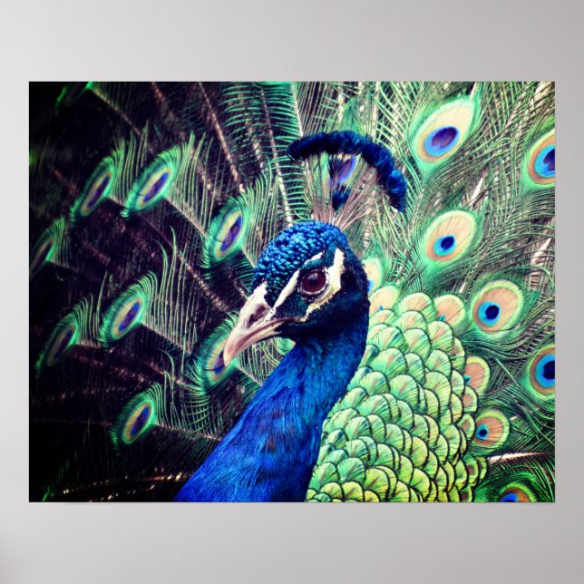 Poster de Peacock - R - 0614 (Frente)