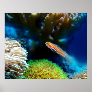 Poster de peixe