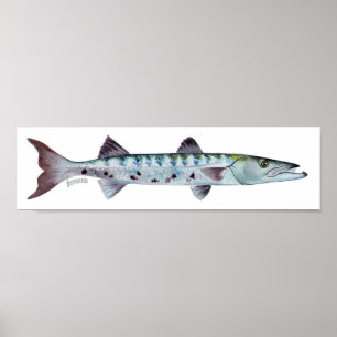 Poster de peixe Barracuda