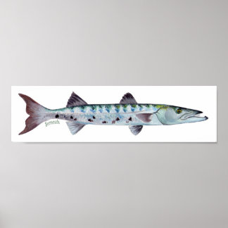 Poster de peixe Barracuda