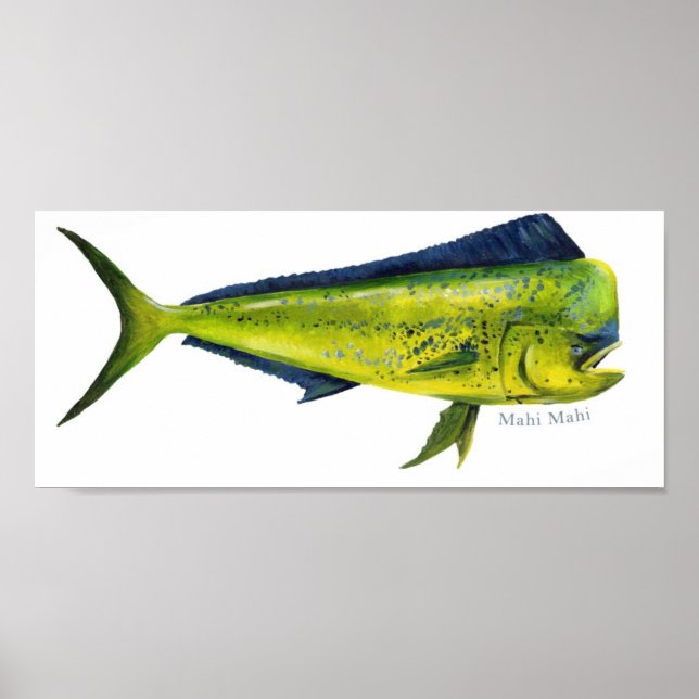 Poster de peixe Mahi (Frente)