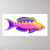 Poster de Peixes de Recifes de Anticíias Amarelos