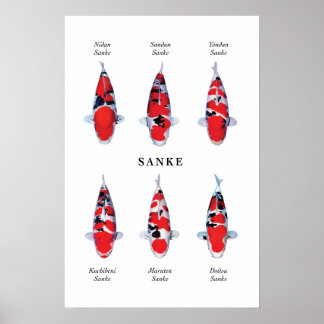 Poster de peixes koi japoneses: Sanke