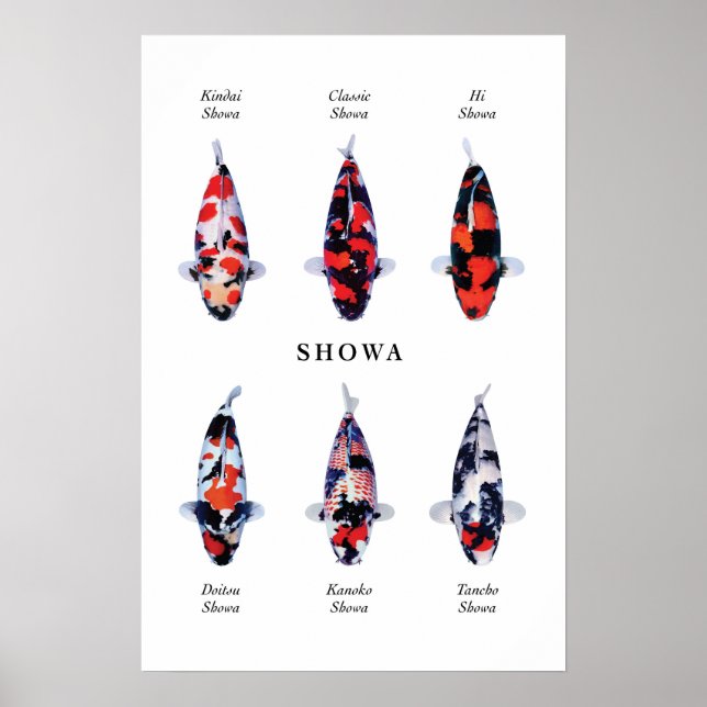 Poster de peixes koi japoneses: Showa (Frente)