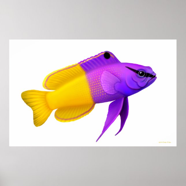 Poster de Peixes Reef de Coral Real Gramma (Frente)