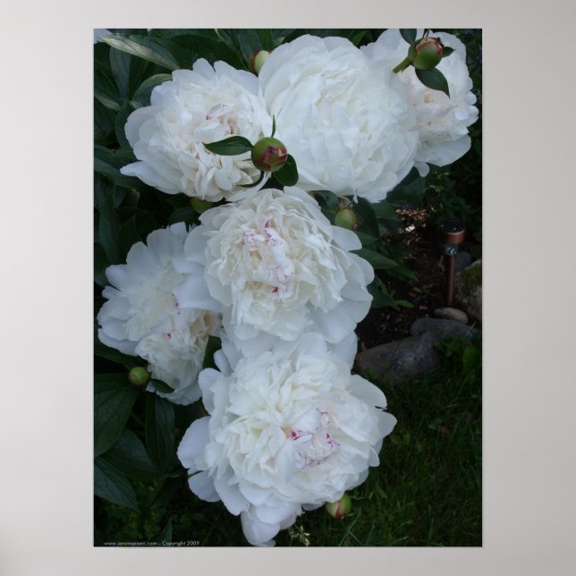 Poster de peões brancos (Frente)