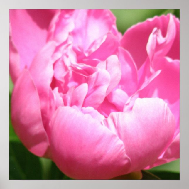 Poster de Peony Rosa (Frente)