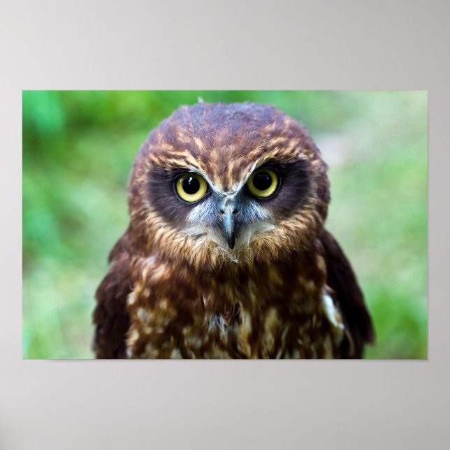 Poster de Pequena Coruja (Frente)