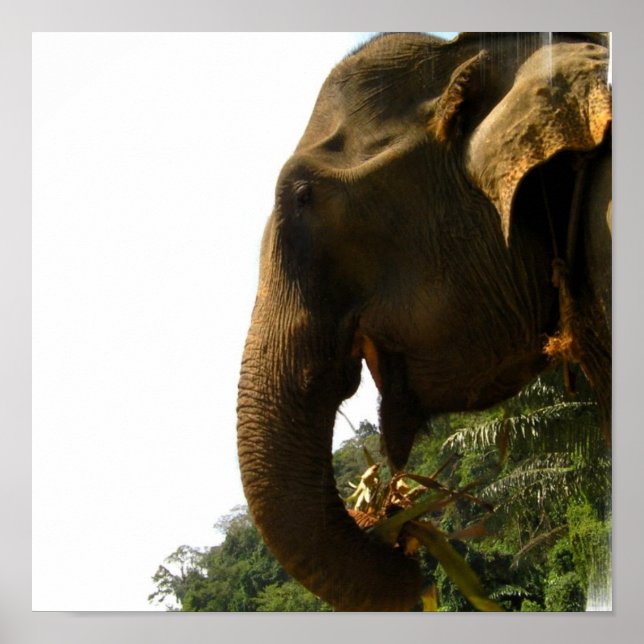 Poster de Perfil de Elefante (Frente)