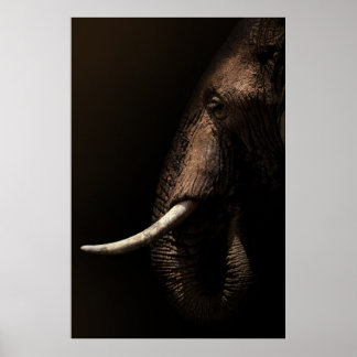 Poster de Perfil de Elefante