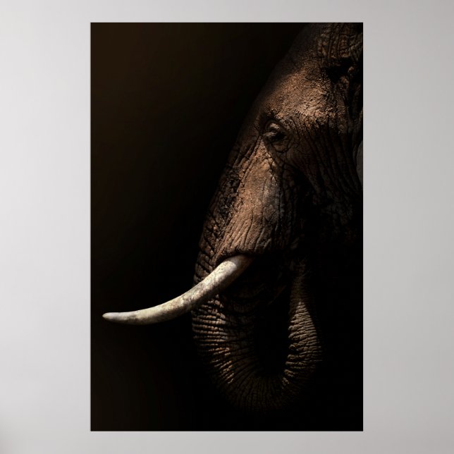 Poster de Perfil de Elefante (Frente)