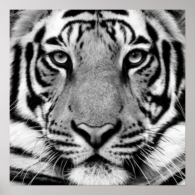 Poster de Perfil do Tigre (Frente)