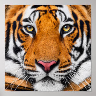 Poster de Perfil do Tigre