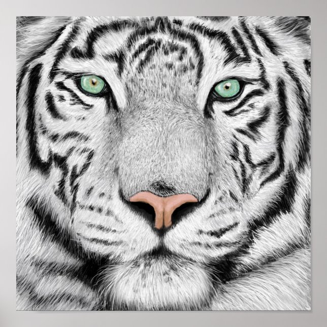 Poster de Perfil do Tigre (Frente)