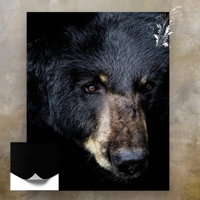Poster de Perfil do Urso Negro (Criador carregado)