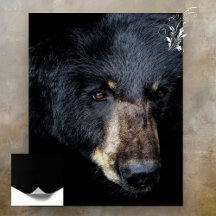 Poster de Perfil do Urso Negro