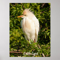 Poster de Perfil Egret de Bovinos