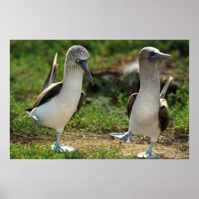 Poster de pés de pés azuis (Frente)