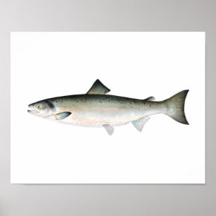 Poster de Pesca - Peixes de Salmão do Atlântico
