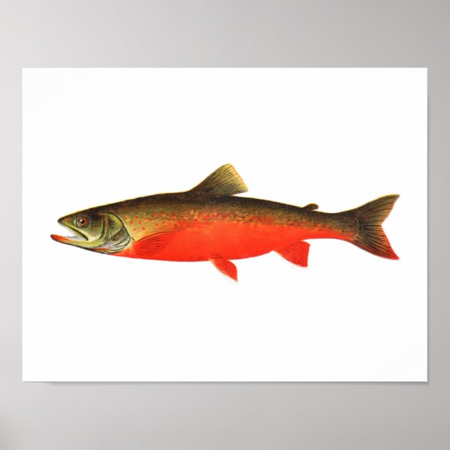 Poster de pesca - Peixes de truta vermelha canadia (Frente)