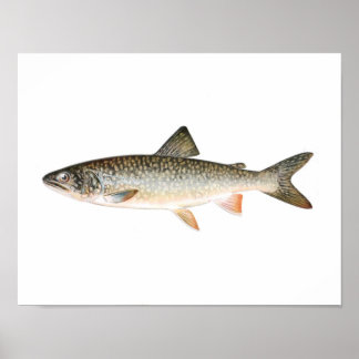 Poster de pesca - Peixes de trutas de lago