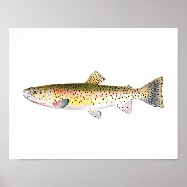 Poster de Pesca - Peixes De Trutas De Montanha Roc (Frente)