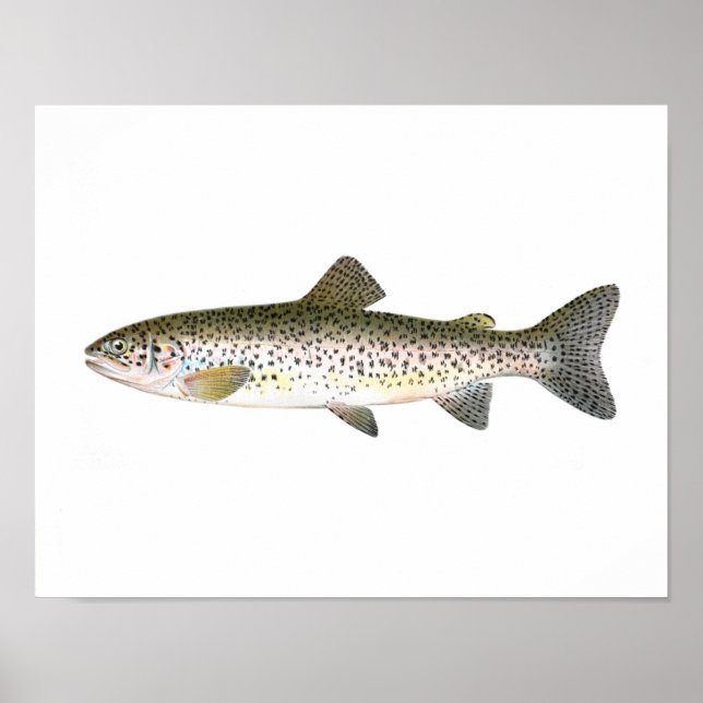 Poster de pesca - Peixes de trutas de salmão (Frente)