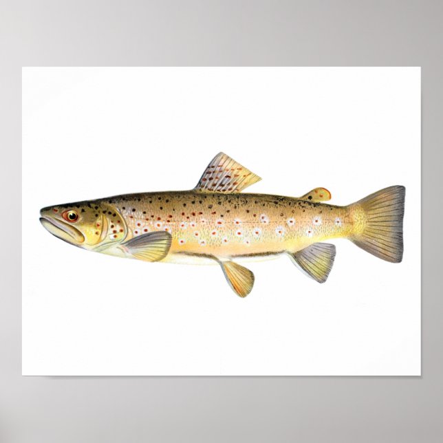 Poster de pesca - Peixes de trutas marrons (Frente)