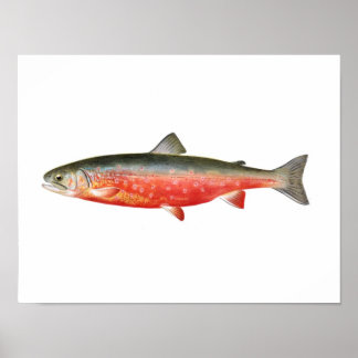 Poster de pesca - Peixes de trutas solares