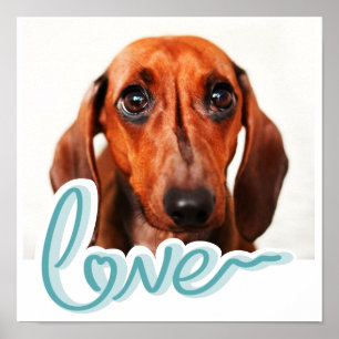 Poster de Pet Personalizado com Tipografia Azul Mo