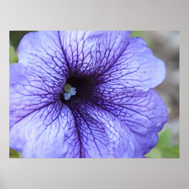 Poster de Petunia roxa (Frente)