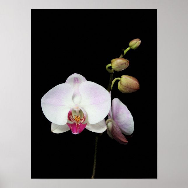 poster de "Phalaenopsis" (Frente)