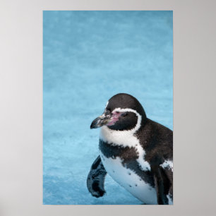 Poster de pinguim magelânico