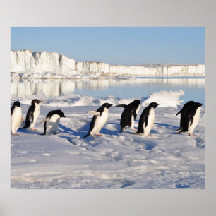 Poster de pinguins
