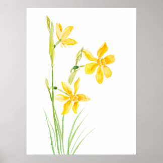 poster de pintura a aquarela narciso amarelo