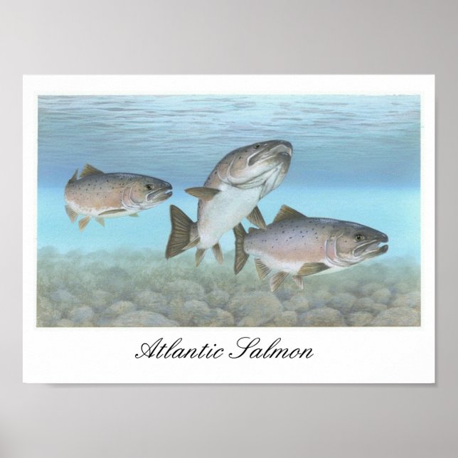 Poster de pintura de salmão Atlântico (Frente)