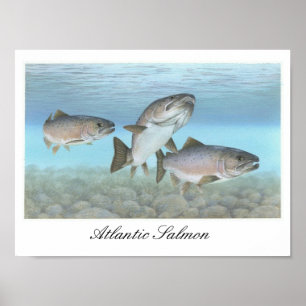 Poster de pintura de salmão do Atlântico