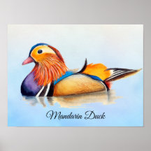Poster de pintura por aquarela de mandarim
