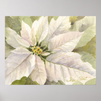 Poster de Poinsettia Branca