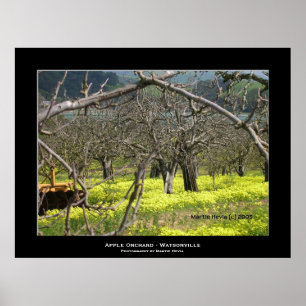 Poster De "pomar Apple - Watsonville "